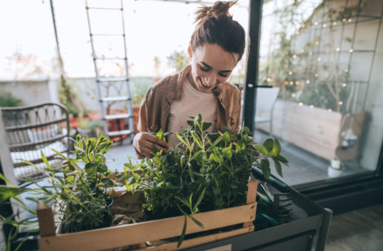 plantes poussent a la maison