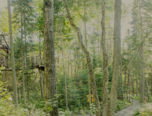 Un séjour corporatif immersif aux Toits du Monde dans les Laurentides transforme la cohésion, la créativité et le leadership organisationnel